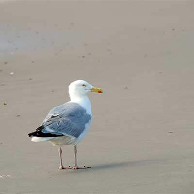 Urlaub in in Cuxhaven Sahlenburg 