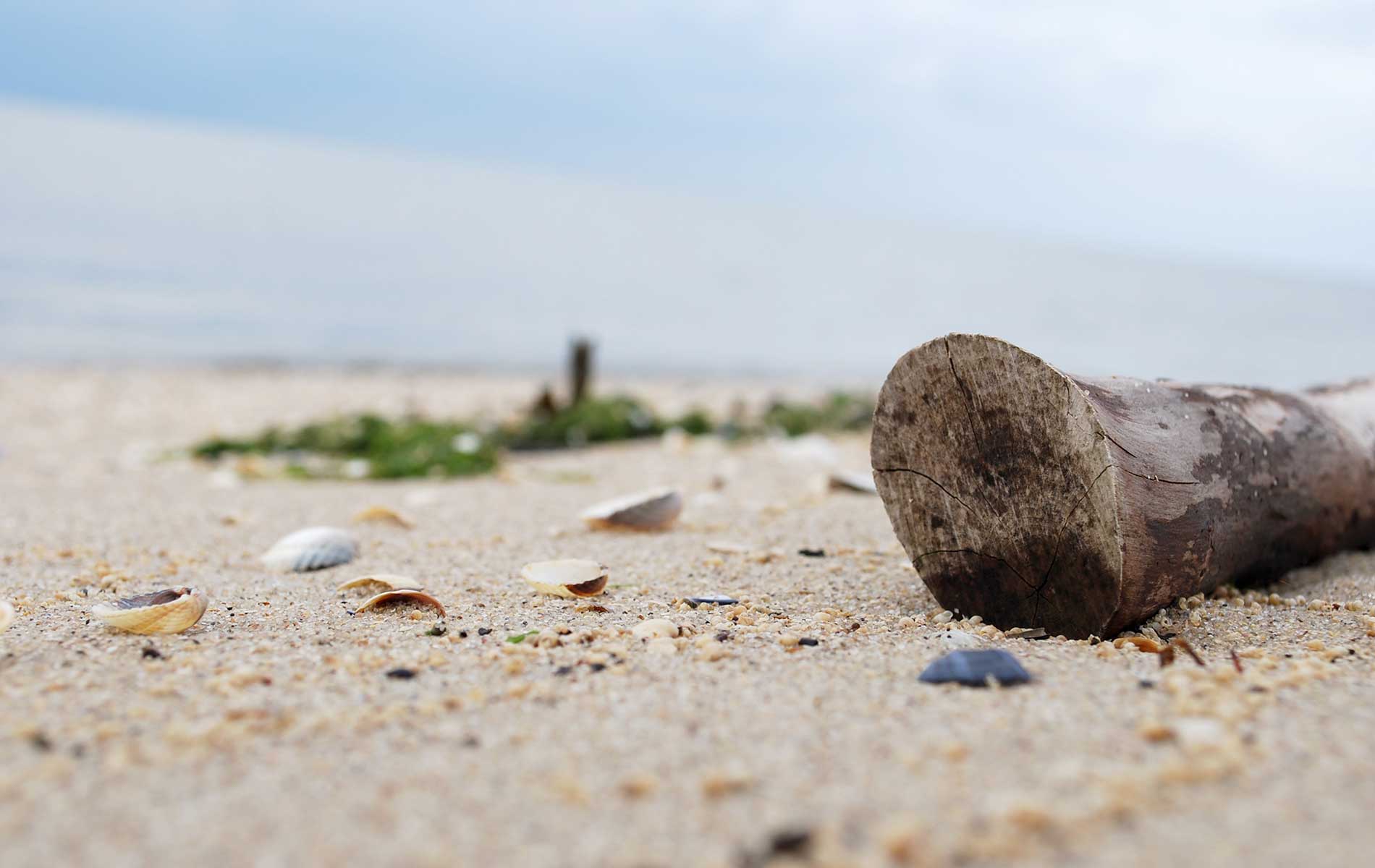 Strandgut an der Nordsee